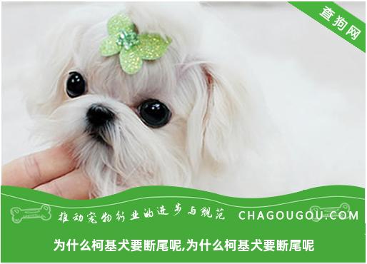 为什么柯基犬要断尾呢,为什么柯基犬要断尾呢