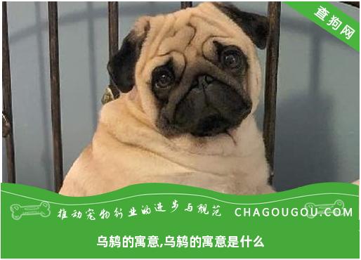 乌鸫的寓意,乌鸫的寓意是什么