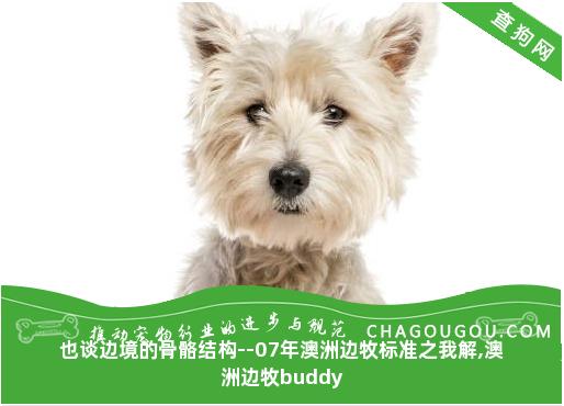 也谈边境的骨骼结构--07年澳洲边牧标准之我解,澳洲边牧buddy