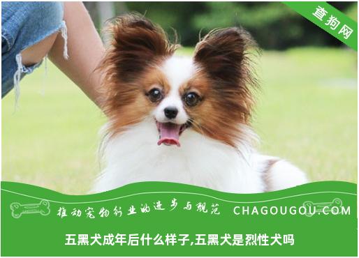 五黑犬成年后什么样子,五黑犬是烈性犬吗