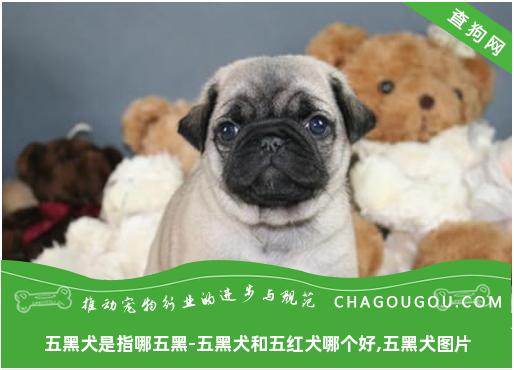 五黑犬是指哪五黑-五黑犬和五红犬哪个好,五黑犬图片