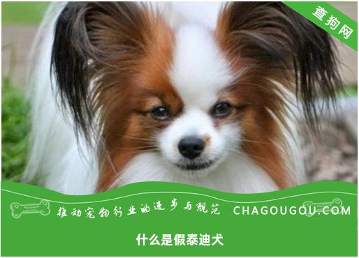 什么是假泰迪犬