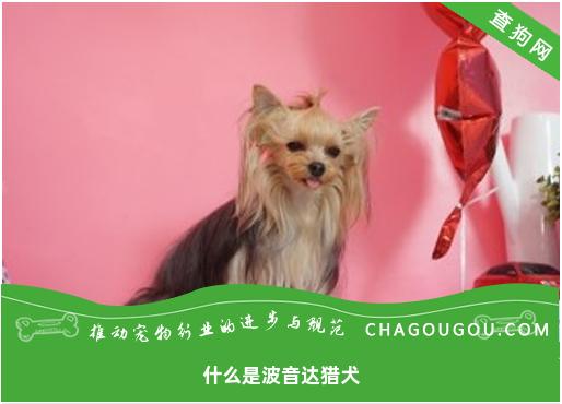 什么是波音达猎犬