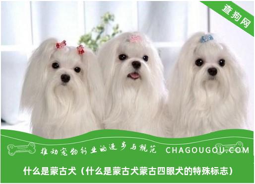 什么是蒙古犬（什么是蒙古犬蒙古四眼犬的特殊标志）