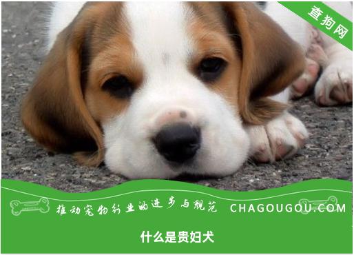 什么是贵妇犬