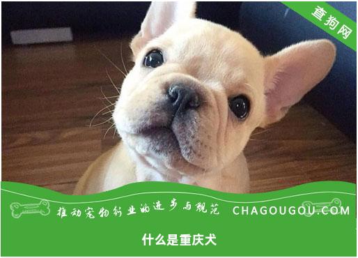 什么是重庆犬