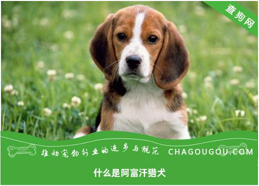 什么是阿富汗猎犬