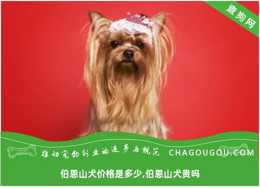 伯恩山犬价格是多少,伯恩山犬贵吗