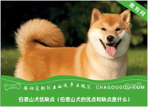 伯恩山犬优缺点（伯恩山犬的优点和缺点是什么）