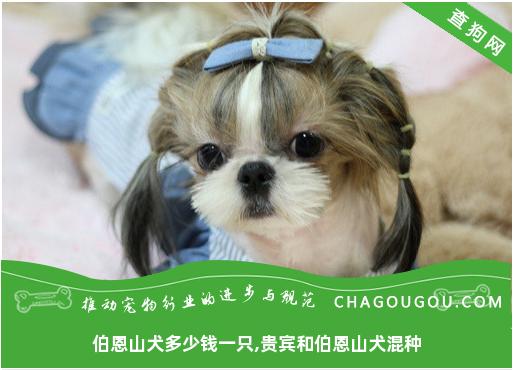 伯恩山犬多少钱一只,贵宾和伯恩山犬混种