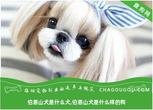 伯恩山犬是什么犬,伯恩山犬是什么样的狗