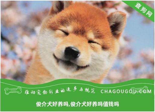 俊介犬好养吗,俊介犬好养吗值钱吗