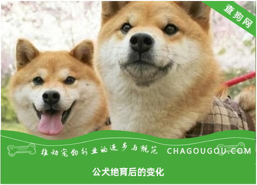 公犬绝育后的变化