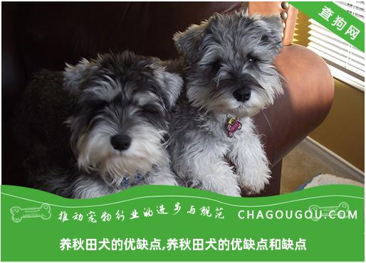 养秋田犬的优缺点,养秋田犬的优缺点和缺点