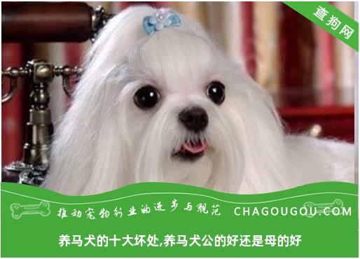 养马犬的十大坏处,养马犬公的好还是母的好