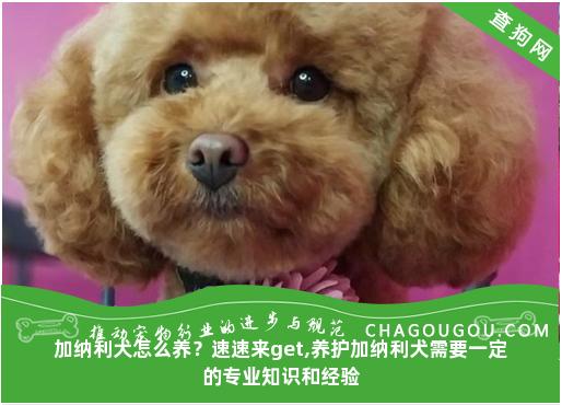 加纳利犬怎么养？速速来get,养护加纳利犬需要一定的专业知识和经验