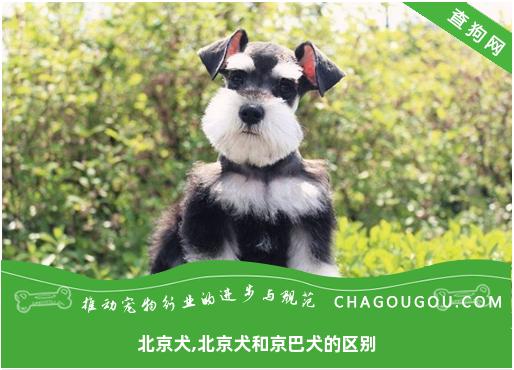 北京犬,北京犬和京巴犬的区别