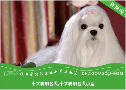 十大聪明名犬,十大聪明名犬小型