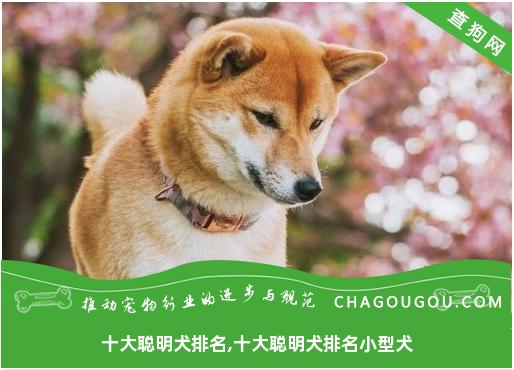 十大聪明犬排名,十大聪明犬排名小型犬