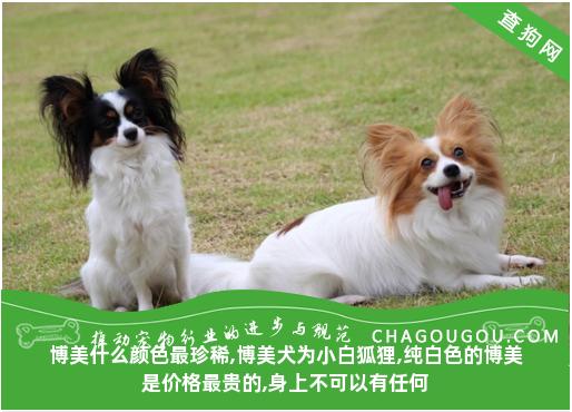 博美什么颜色最珍稀,博美犬为小白狐狸,纯白色的博美是价格最贵的,身上不可以有任何