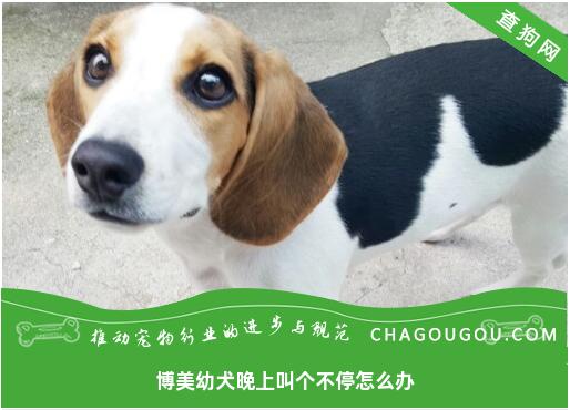 博美幼犬晚上叫个不停怎么办