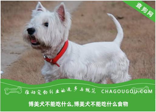 博美犬不能吃什么,博美犬不能吃什么食物