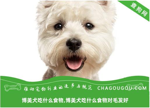 博美犬吃什么食物,博美犬吃什么食物对毛发好