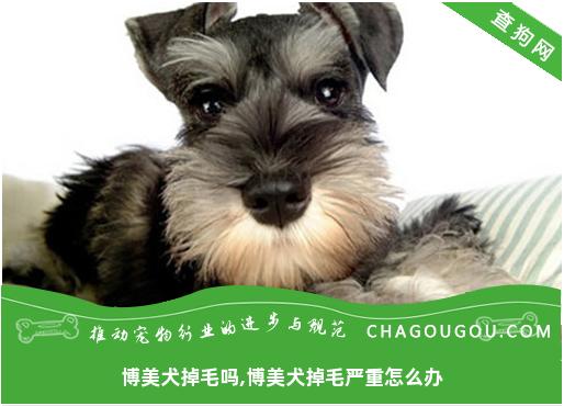 博美犬掉毛吗,博美犬掉毛严重怎么办