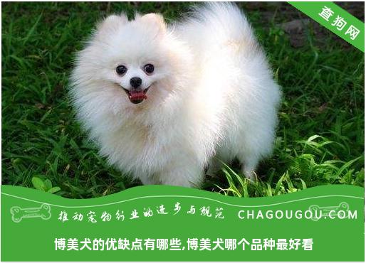 博美犬的优缺点有哪些,博美犬哪个品种最好看