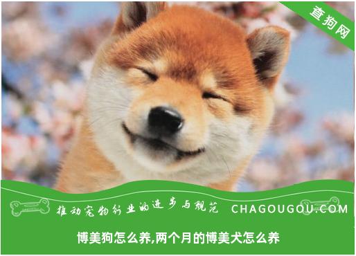 博美狗怎么养,两个月的博美犬怎么养