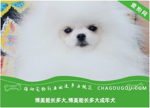 博美能长多大,博美能长多大成年犬