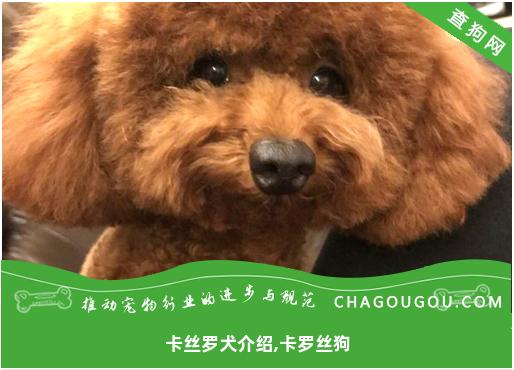 卡丝罗犬介绍,卡罗丝狗