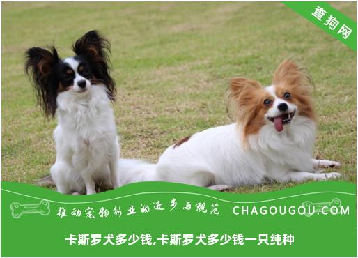 卡斯罗犬多少钱,卡斯罗犬多少钱一只纯种