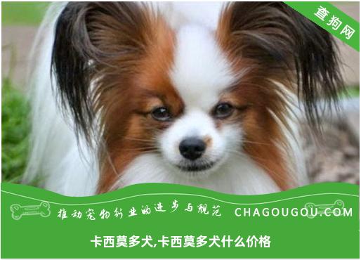 卡西莫多犬,卡西莫多犬什么价格