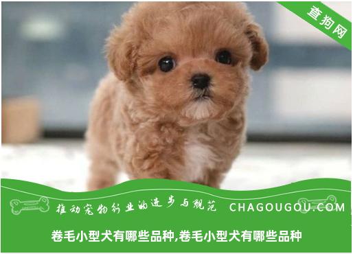 卷毛小型犬有哪些品种,卷毛小型犬有哪些品种