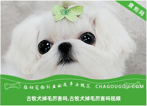 古牧犬掉毛厉害吗,古牧犬掉毛厉害吗视频