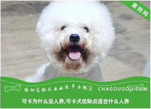 可卡为什么没人养,可卡犬优缺点适合什么人养