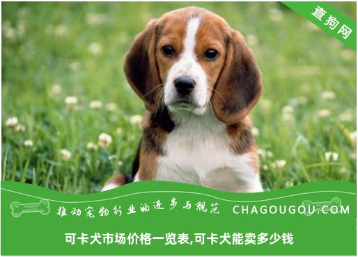 可卡犬市场价格一览表,可卡犬能卖多少钱