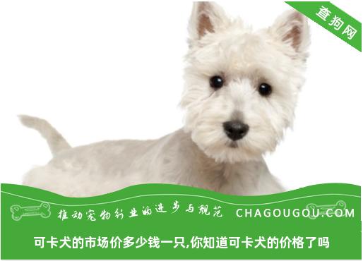 可卡犬的市场价多少钱一只,你知道可卡犬的价格了吗