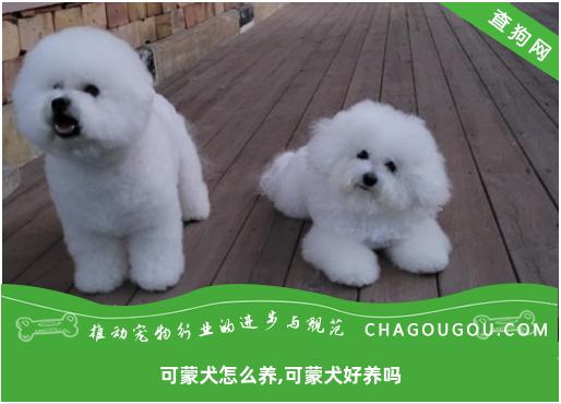 可蒙犬怎么养,可蒙犬好养吗