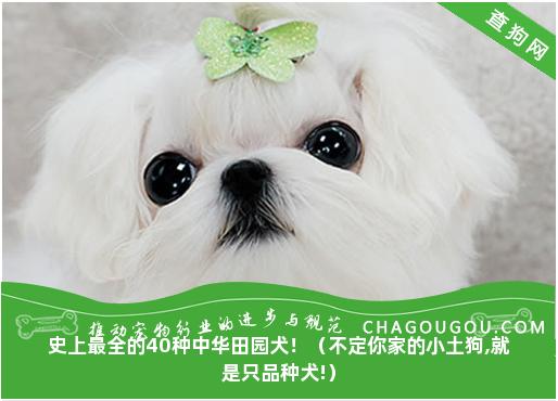 史上最全的40种中华田园犬！（不定你家的小土狗,就是只品种犬!）