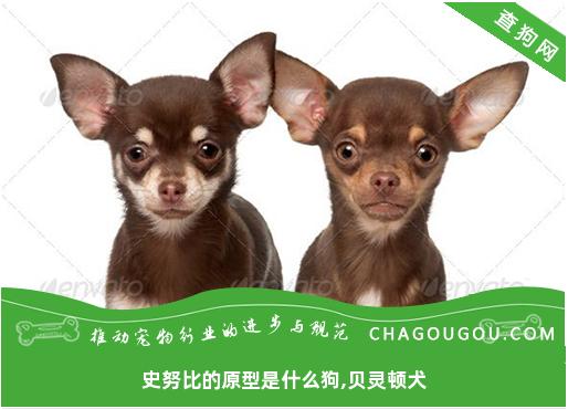 史努比的原型是什么狗,贝灵顿犬