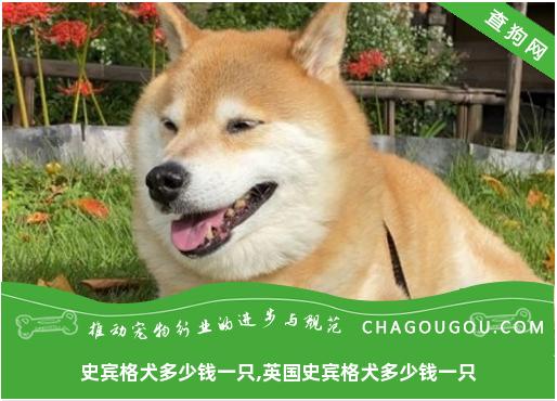 史宾格犬多少钱一只,英国史宾格犬多少钱一只