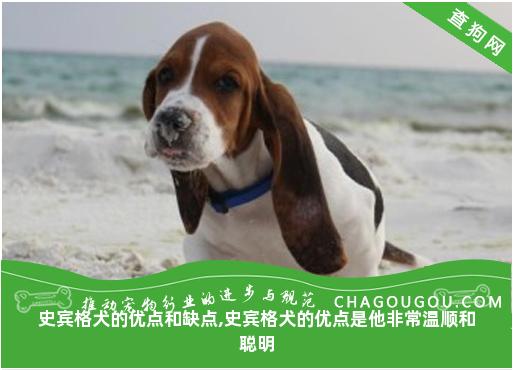 史宾格犬的优点和缺点,史宾格犬的优点是他非常温顺和聪明