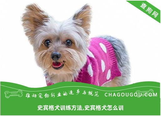 史宾格犬训练方法,史宾格犬怎么训