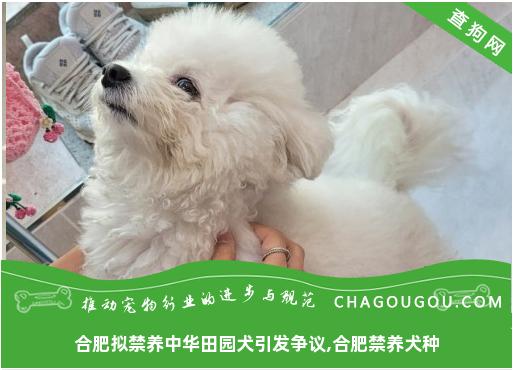 合肥拟禁养中华田园犬引发争议,合肥禁养犬种