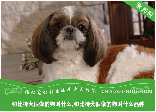 和比特犬很像的狗叫什么,和比特犬很像的狗叫什么品种