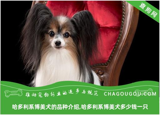 哈多利系博美犬的品种介绍,哈多利系博美犬多少钱一只