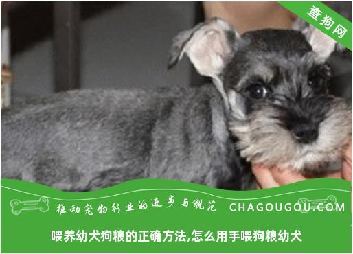 喂养幼犬狗粮的正确方法,怎么用手喂狗粮幼犬