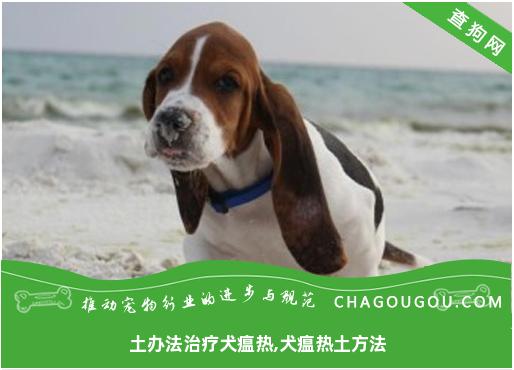 土办法治疗犬瘟热,犬瘟热土方法